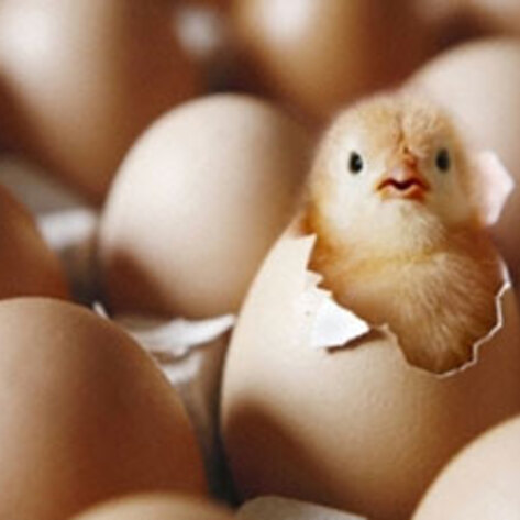 Mercy For Animals Files Lawsuit Against "Humane" Group