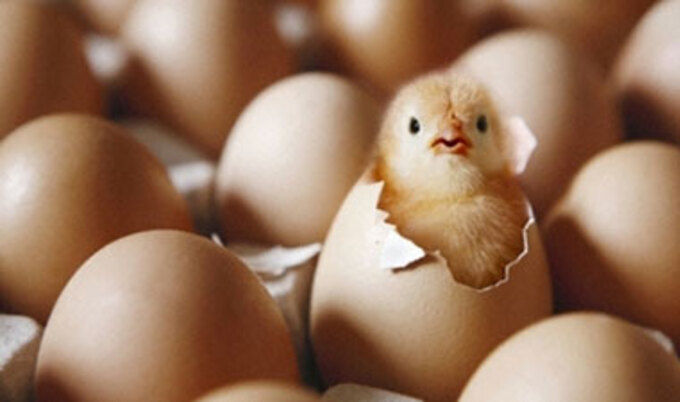 VegNews.BabyChick