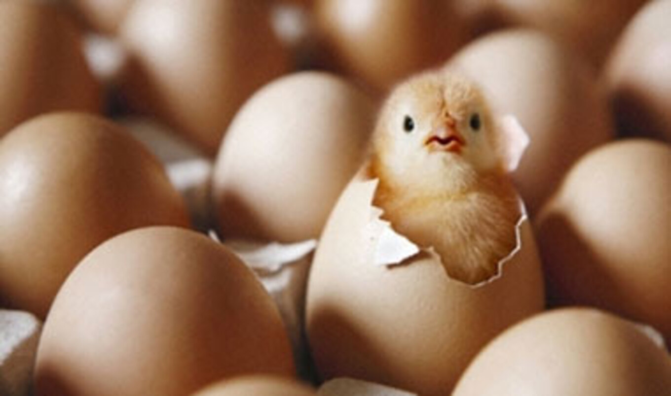 Germany Becomes First Country to End Chick Shredding