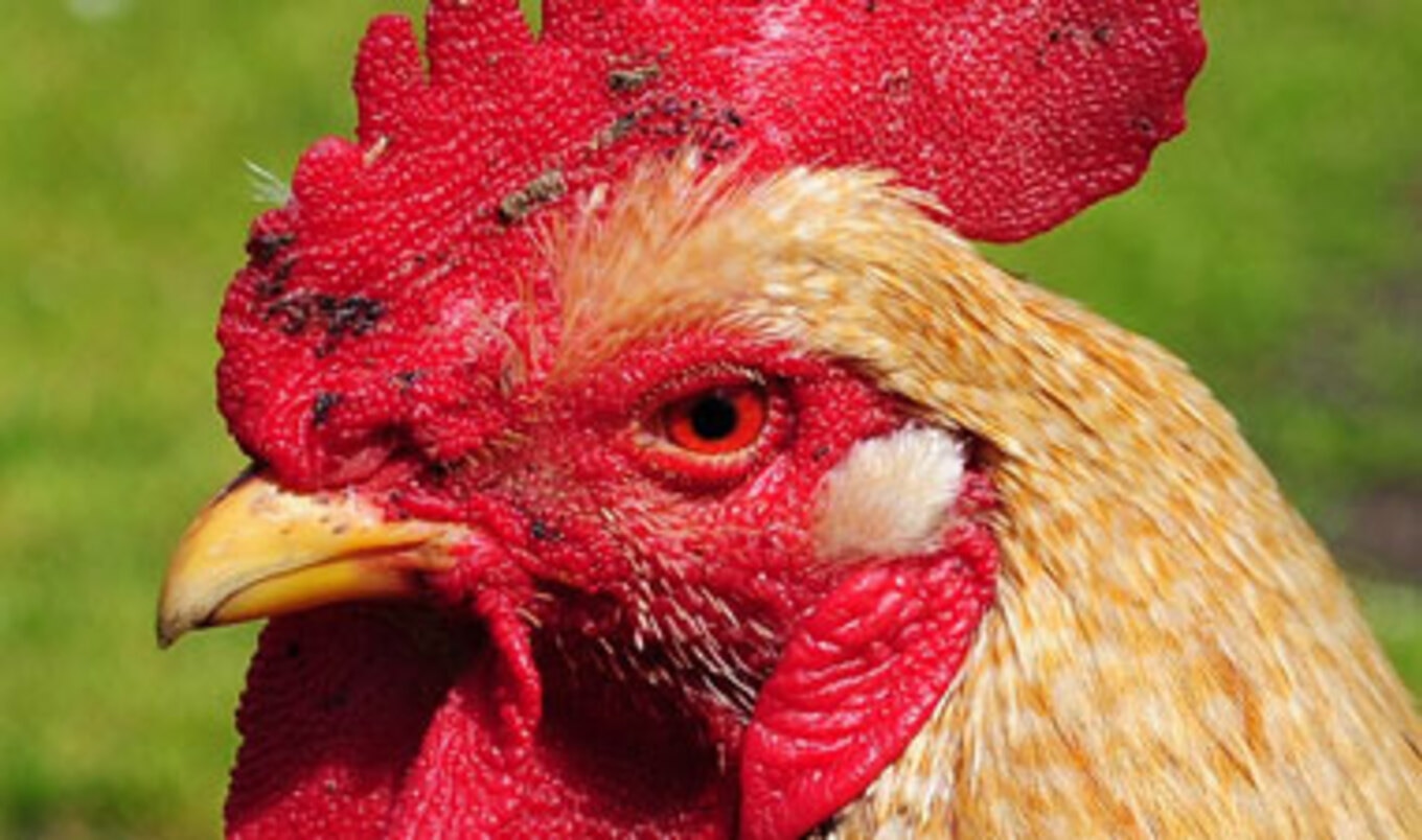 1.7 Million Pounds of Chicken Recalled