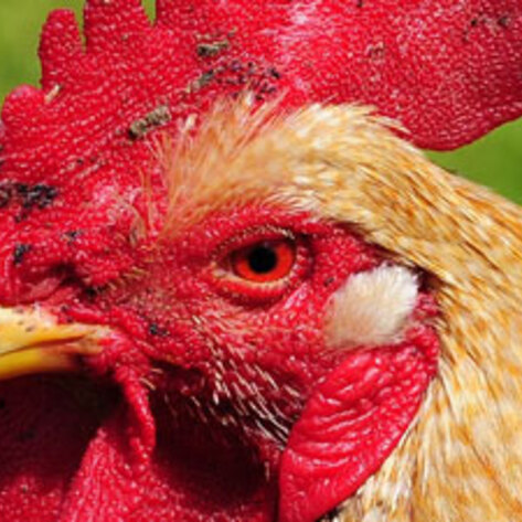 China's Animal Farms Double as Earthquake Warning Stations