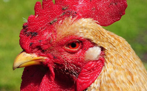 1.7 Million Pounds of Chicken Recalled