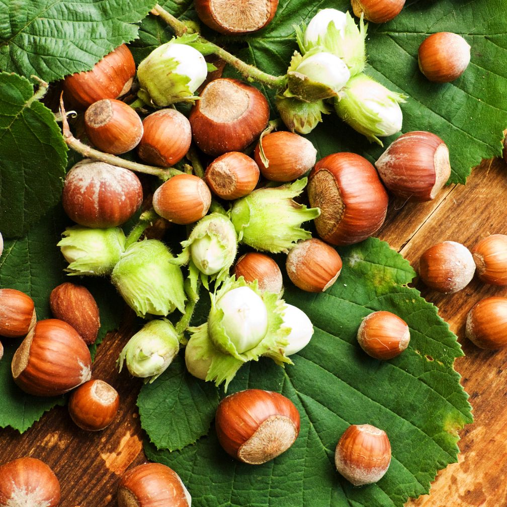 Hazelnuts