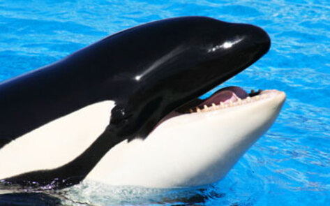 SeaWorld Worker Poses as PETA Employee