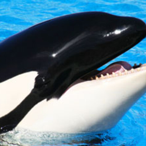 SeaWorld Worker Poses as PETA Employee