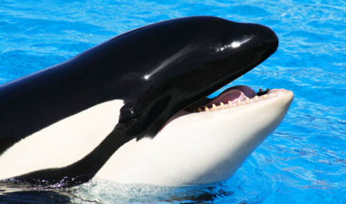 VegNews.SeaWorldOrca.VND