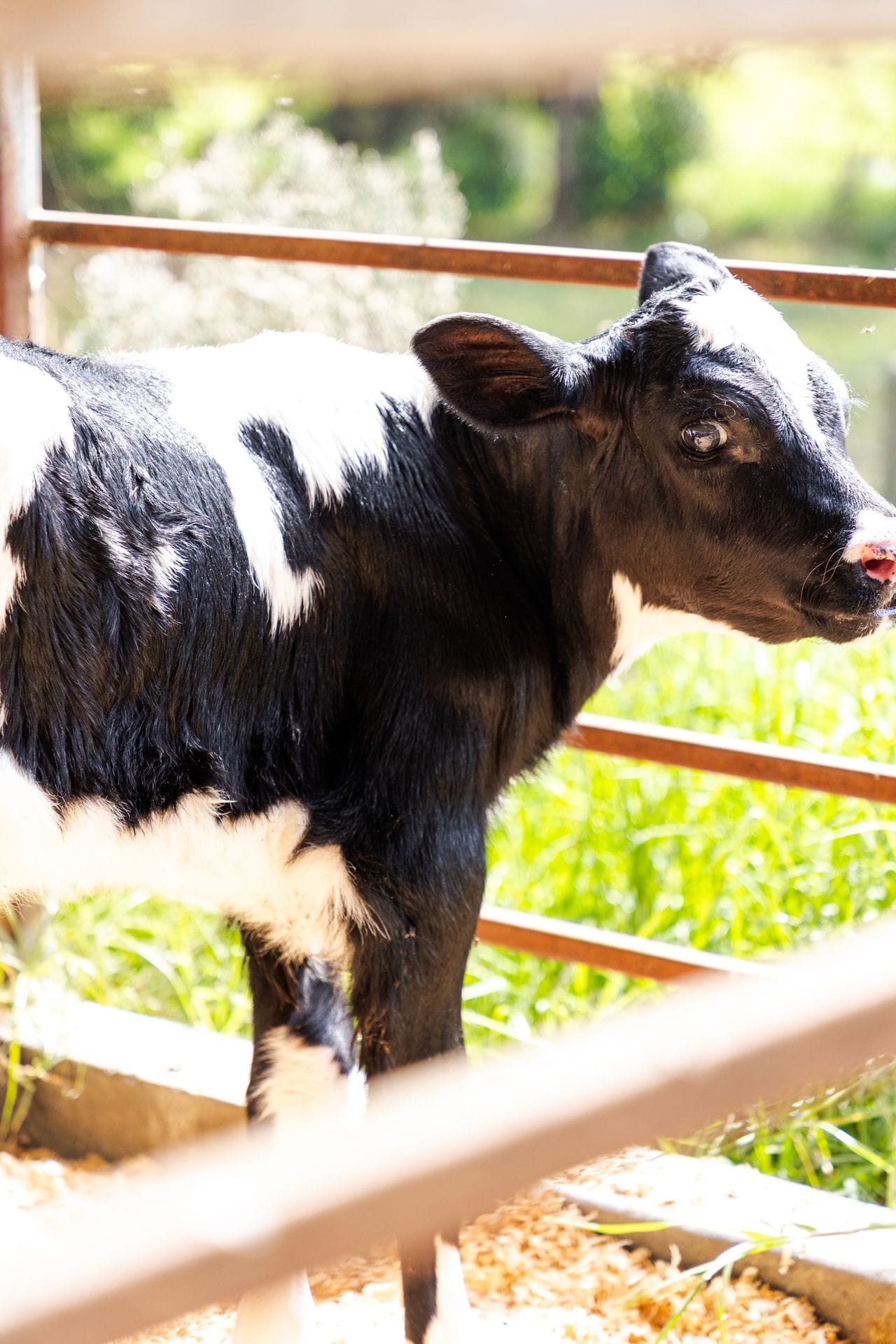 Calf