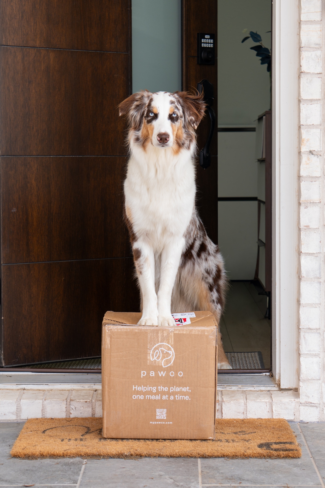 PawCo dog