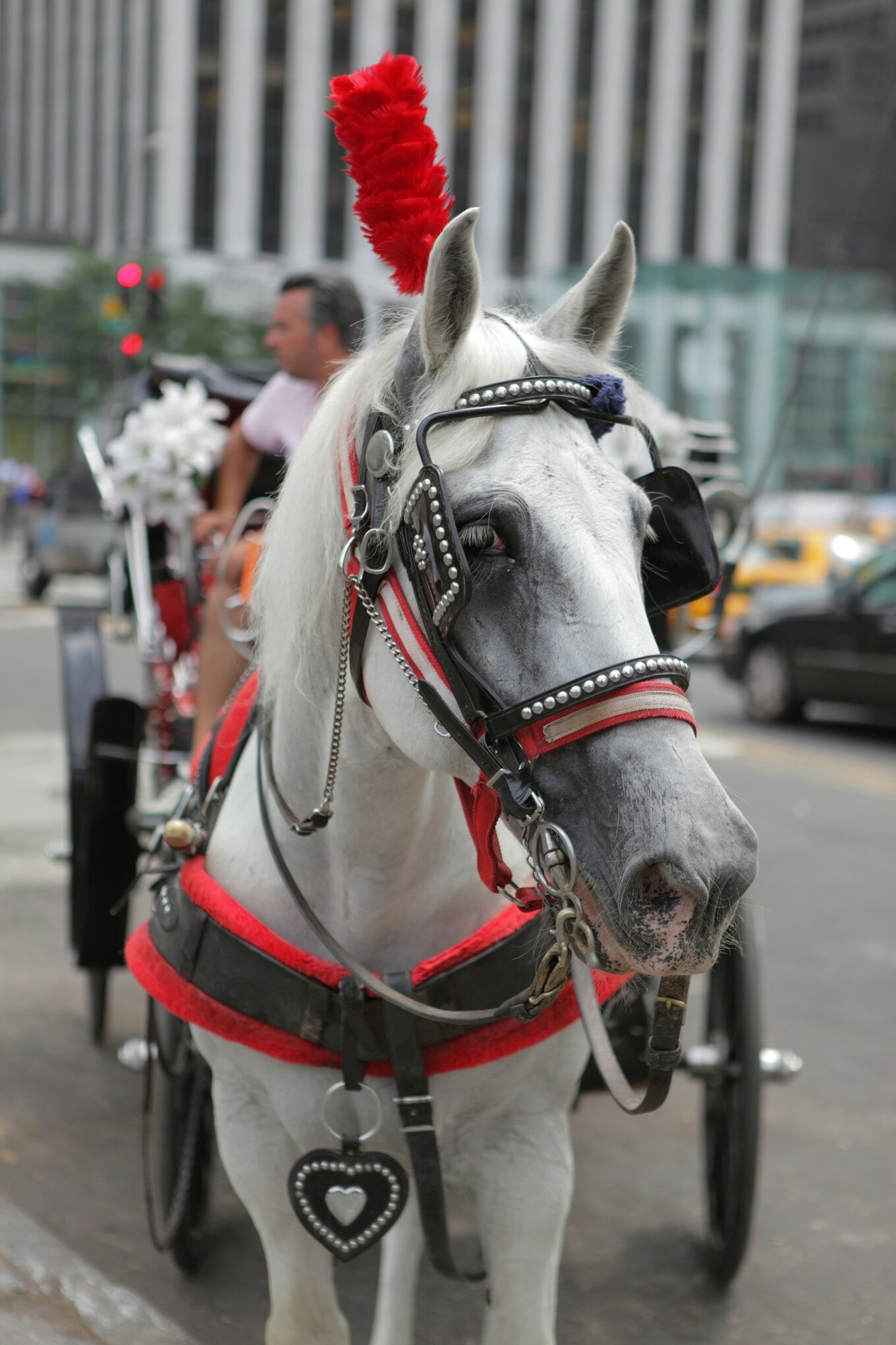 horse carriage 2