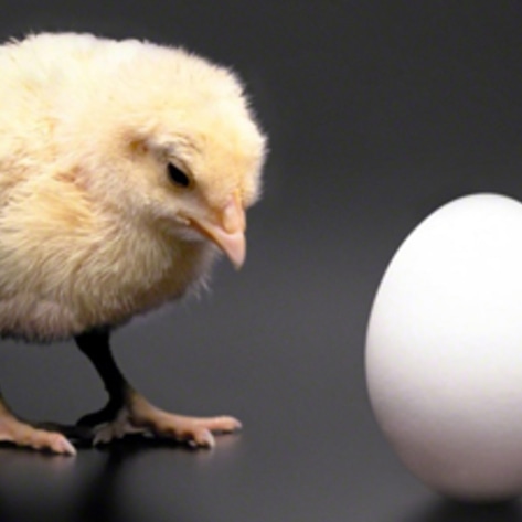 Egg Prices Double Due to Avian Flu Outbreak