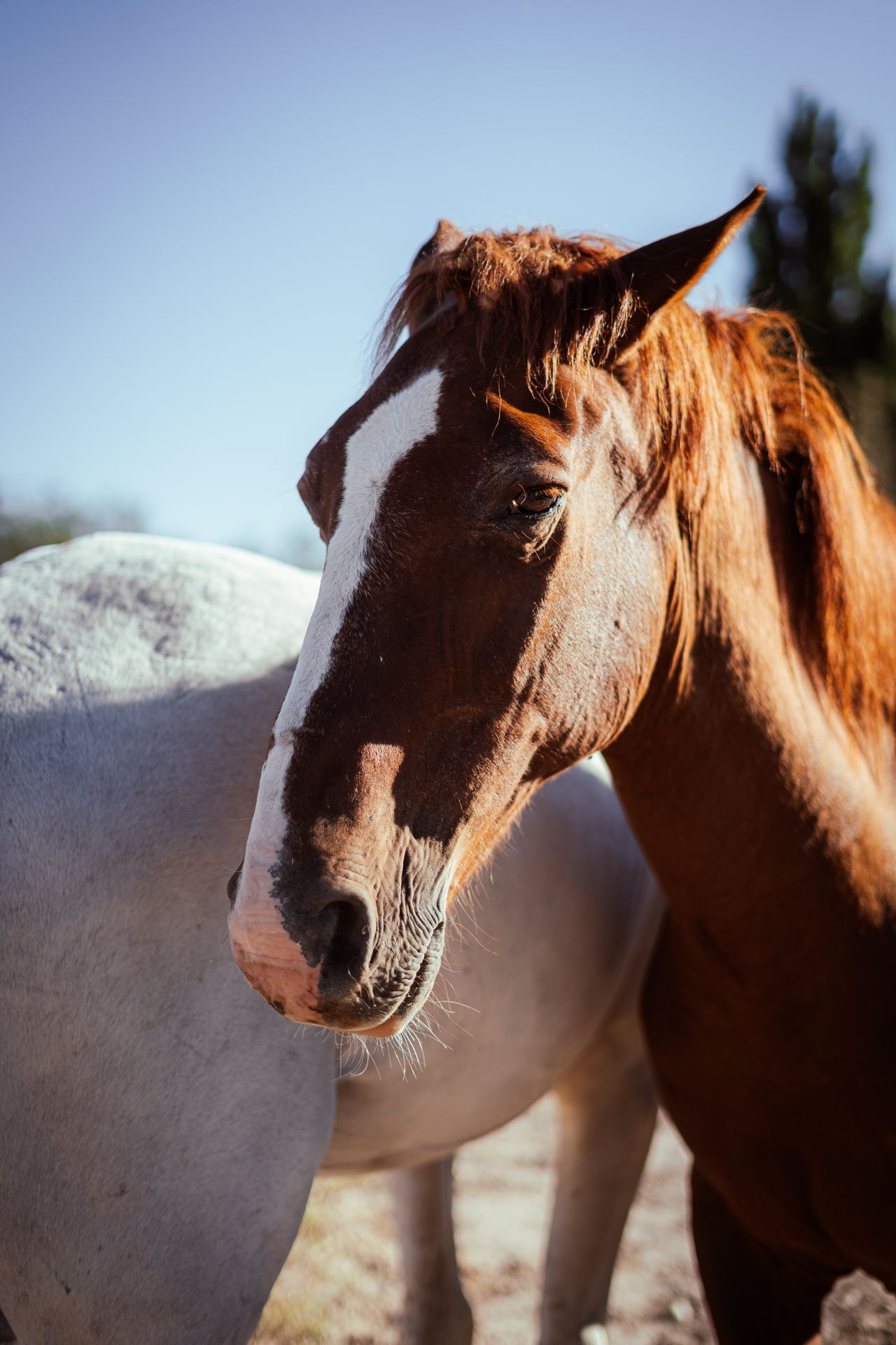 horse