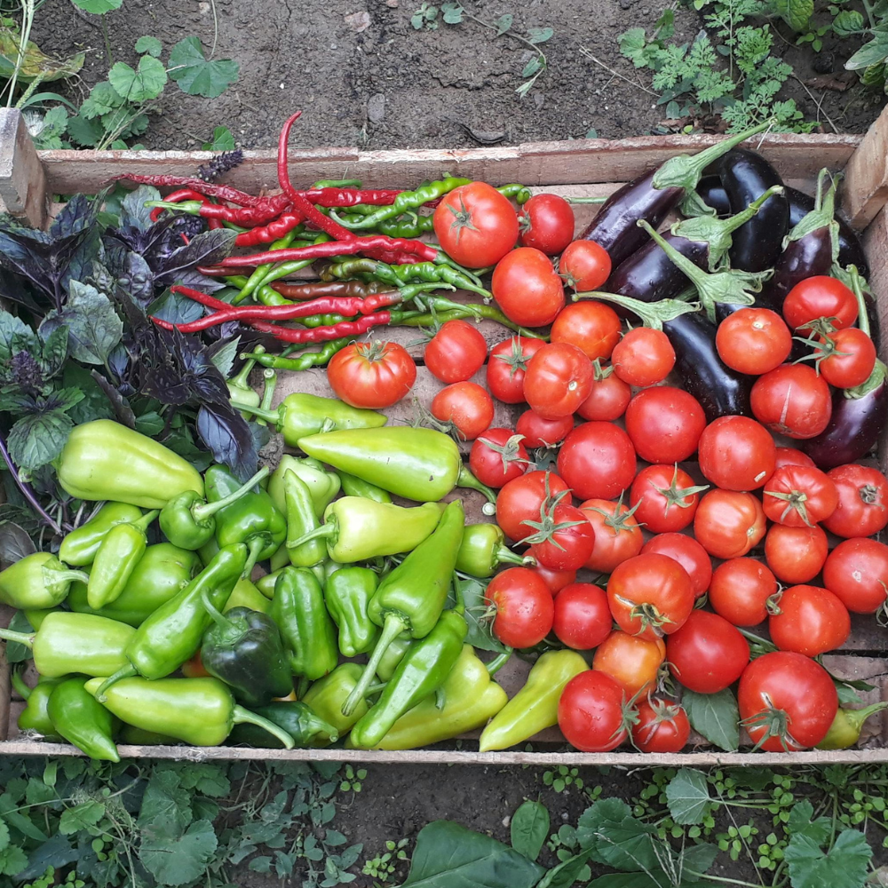 vegetable garden