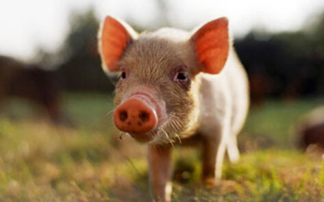 Student Attempts to Save Pig from School Fundraiser