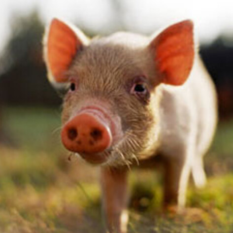 Ag Reform in New York