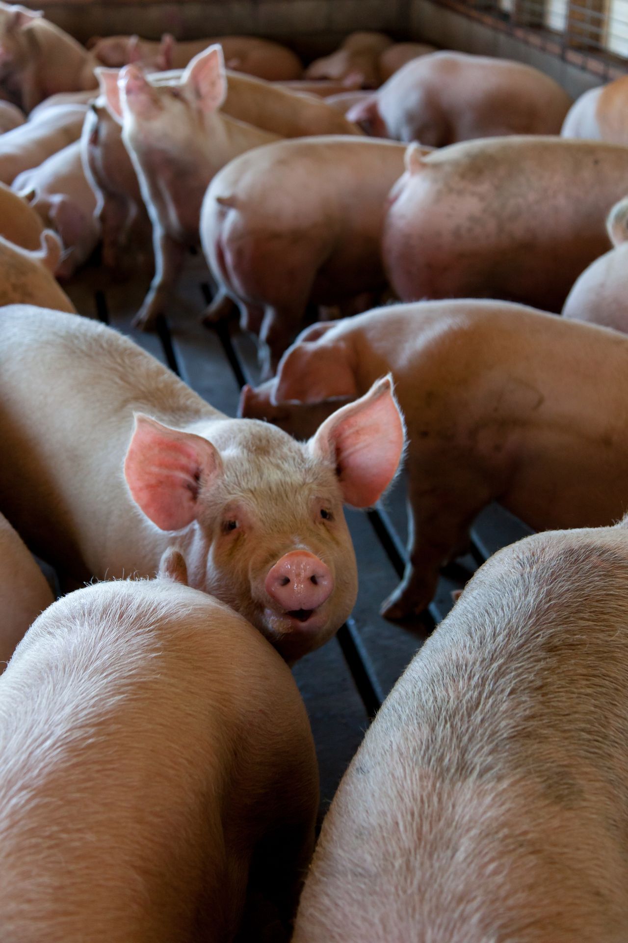 pigs