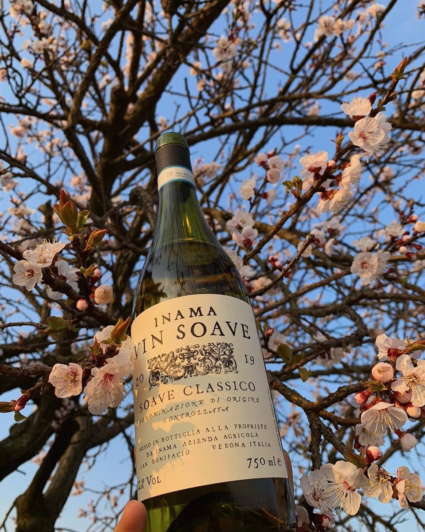 Inama Soave Classico