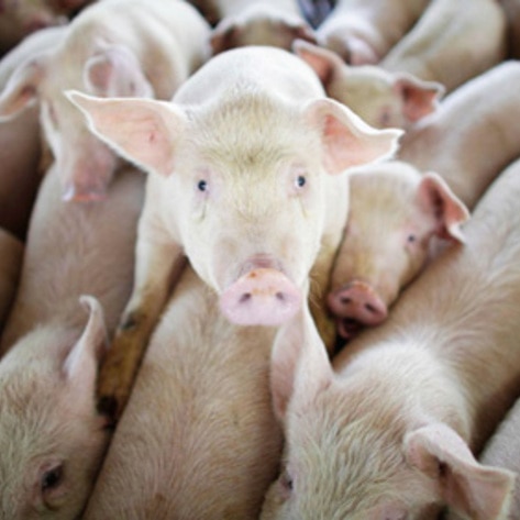 China To Cut Meat Consumption in Half by 2030