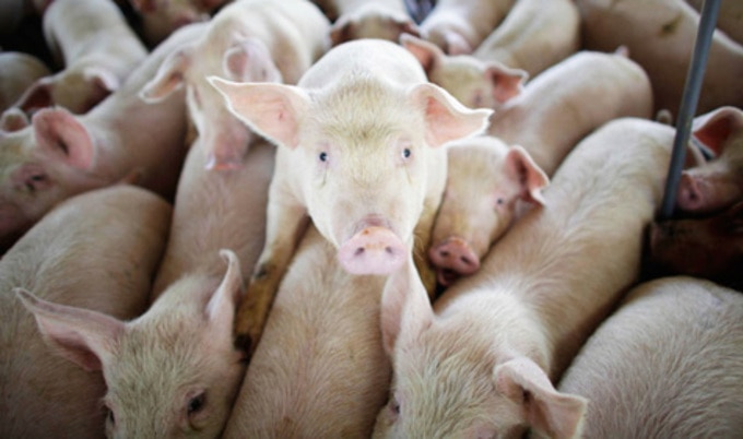 VegNews.PigFarms