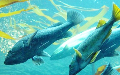 Salmon Struggle to Survive Amid Drought