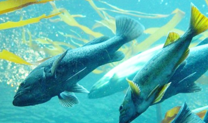 VegNews.Salmon