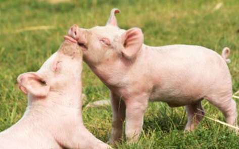 Humane Scorecard Reveals Senators' Animal Voting