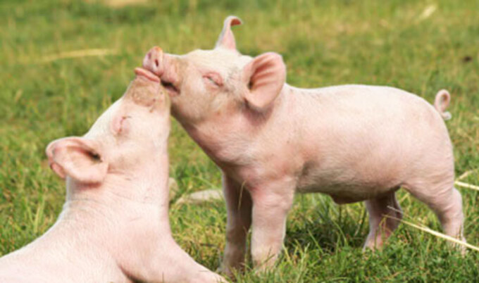 VegNews.Pigs