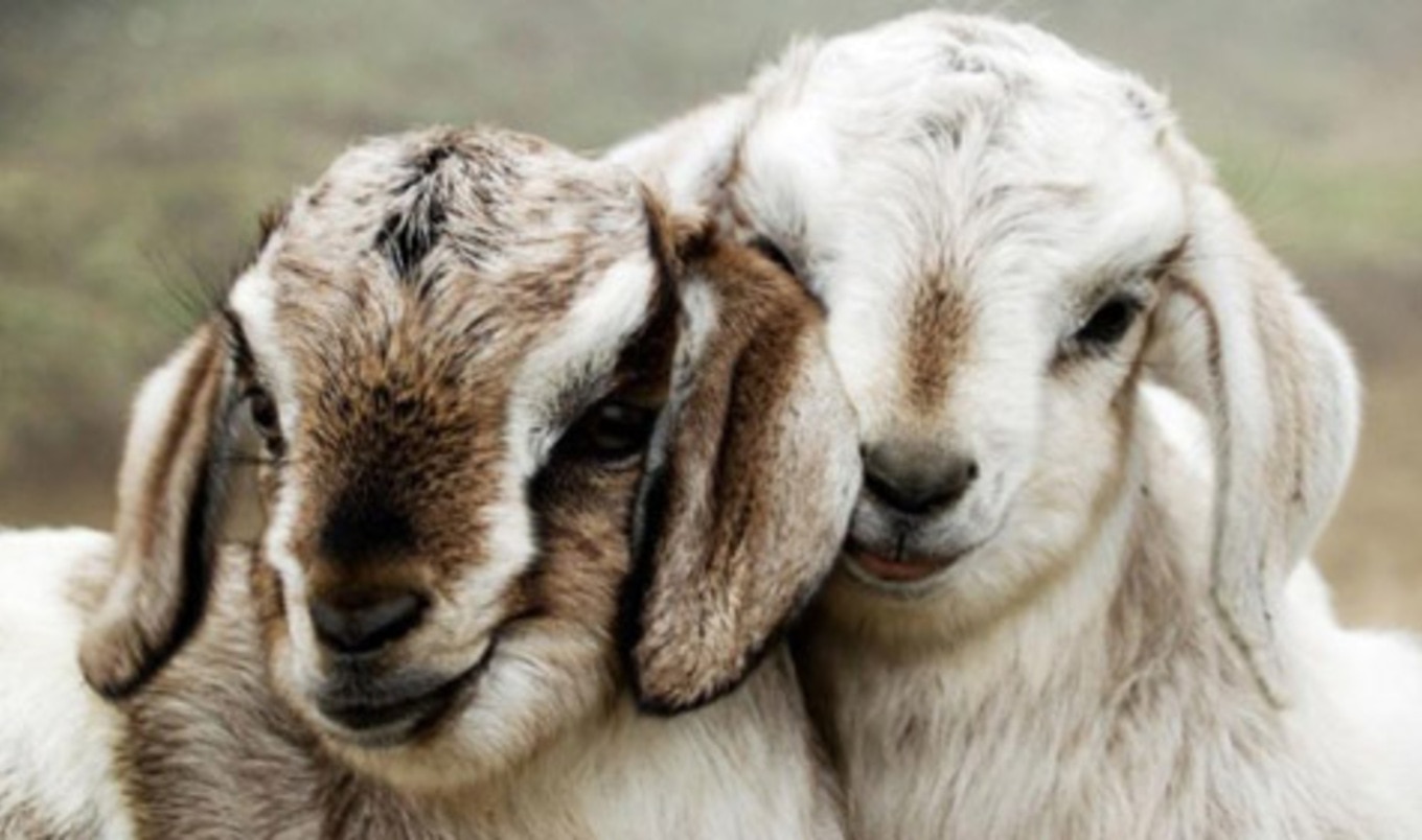 Goat Cheese Company Goes Vegan | VegNews
