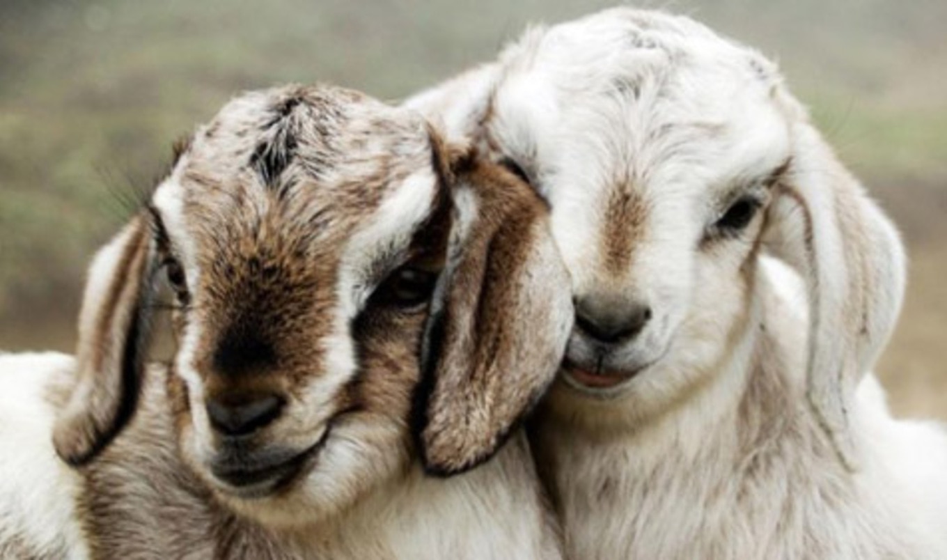 Goat Cheese Company Goes Vegan | VegNews Goat Cheese Company Goes Vegan | VegNews