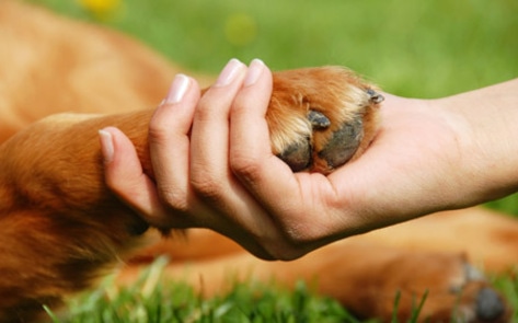 New Study: A Vegan World is a Better World