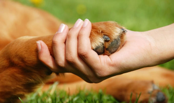 VegWeb.Paws