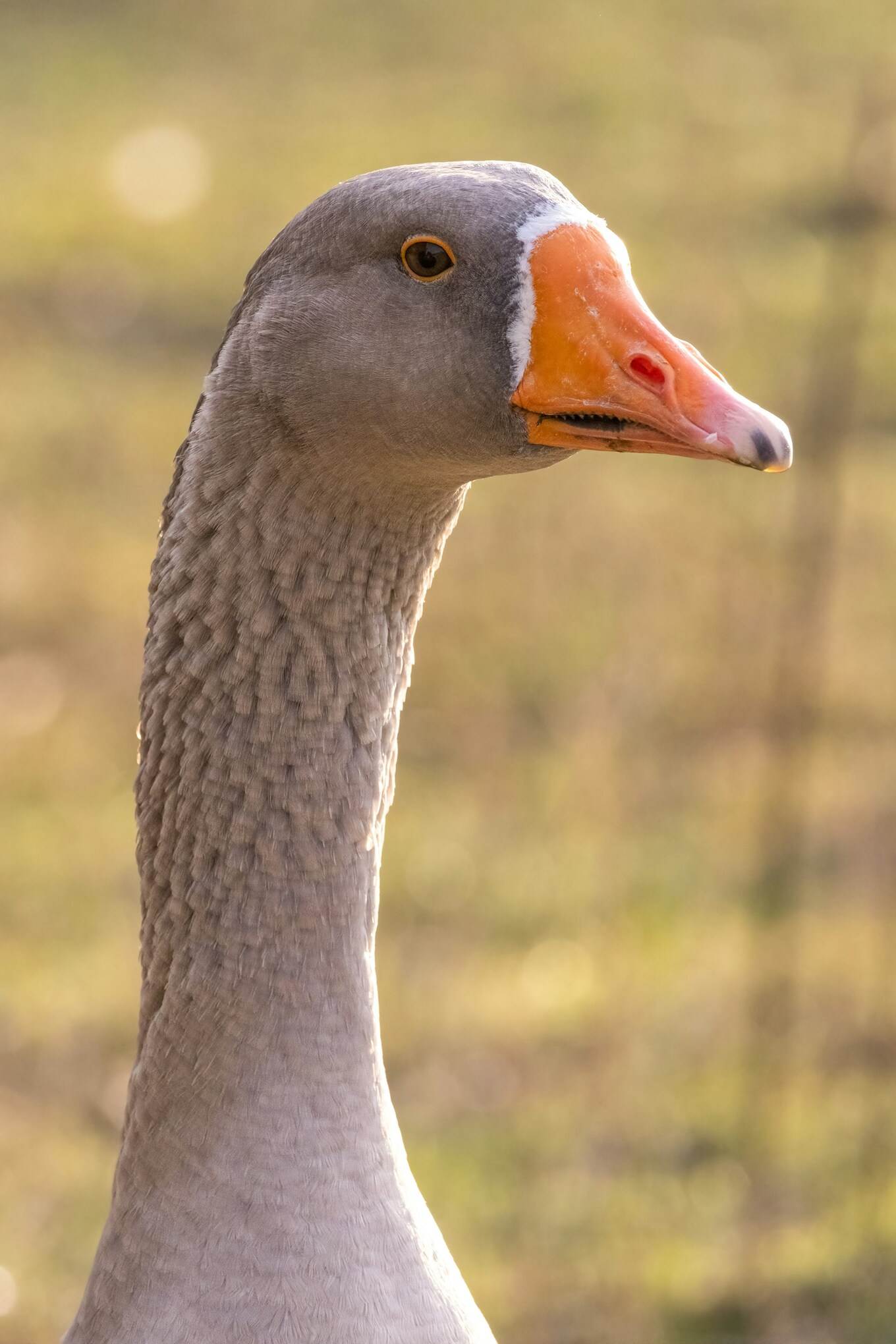 goose
