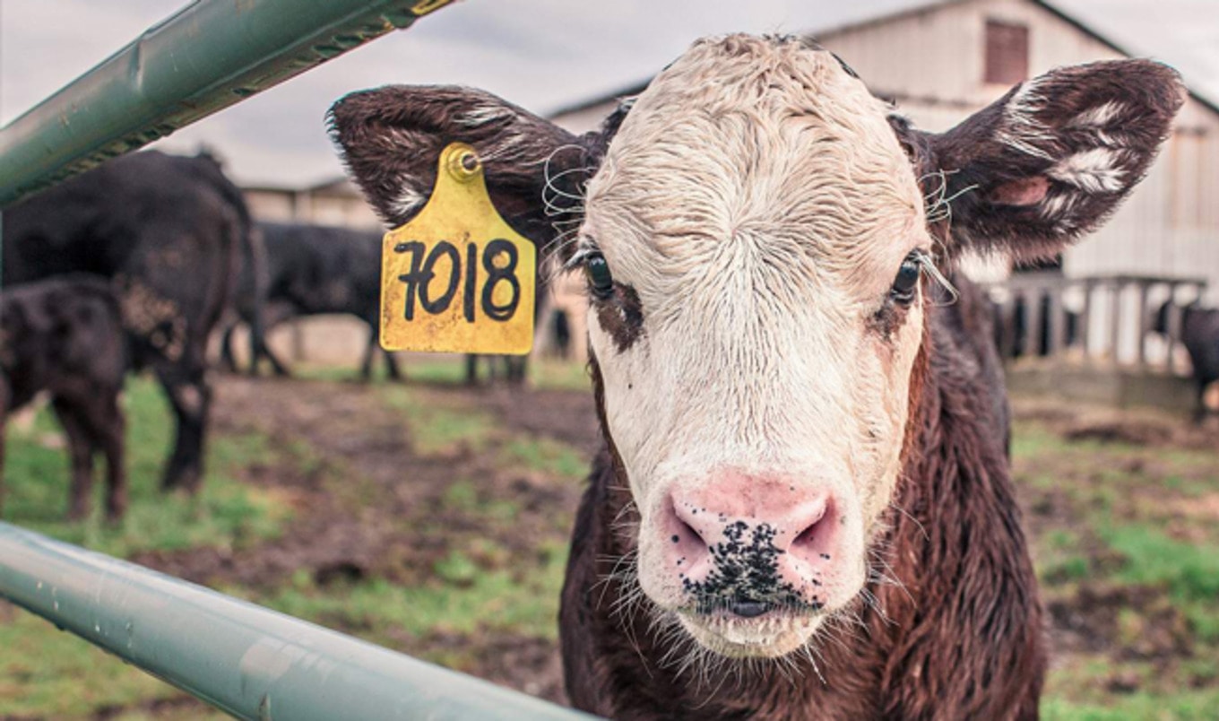 Big Dairy to Pay $52 Million for Murderous Inflation Conspiracy