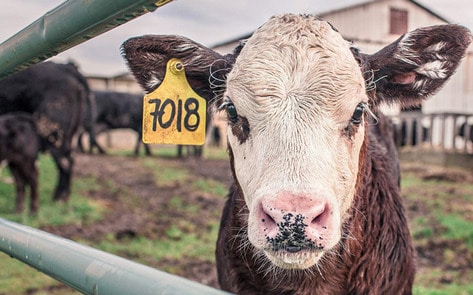 Big Dairy to Pay $52 Million for Murderous Inflation Conspiracy