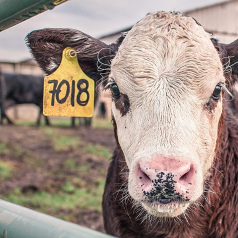 Big Dairy to Pay $52 Million for Murderous Inflation Conspiracy