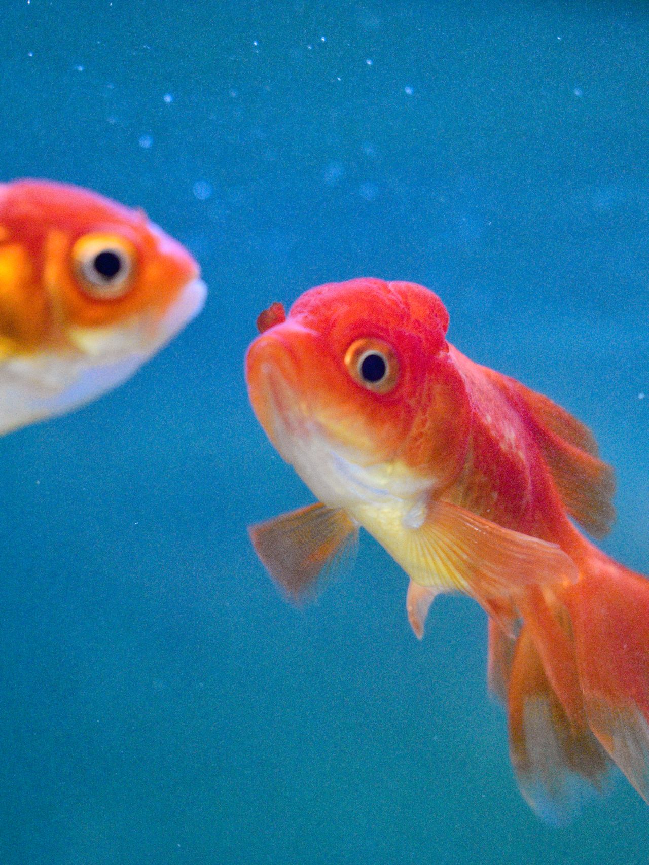 two goldfish