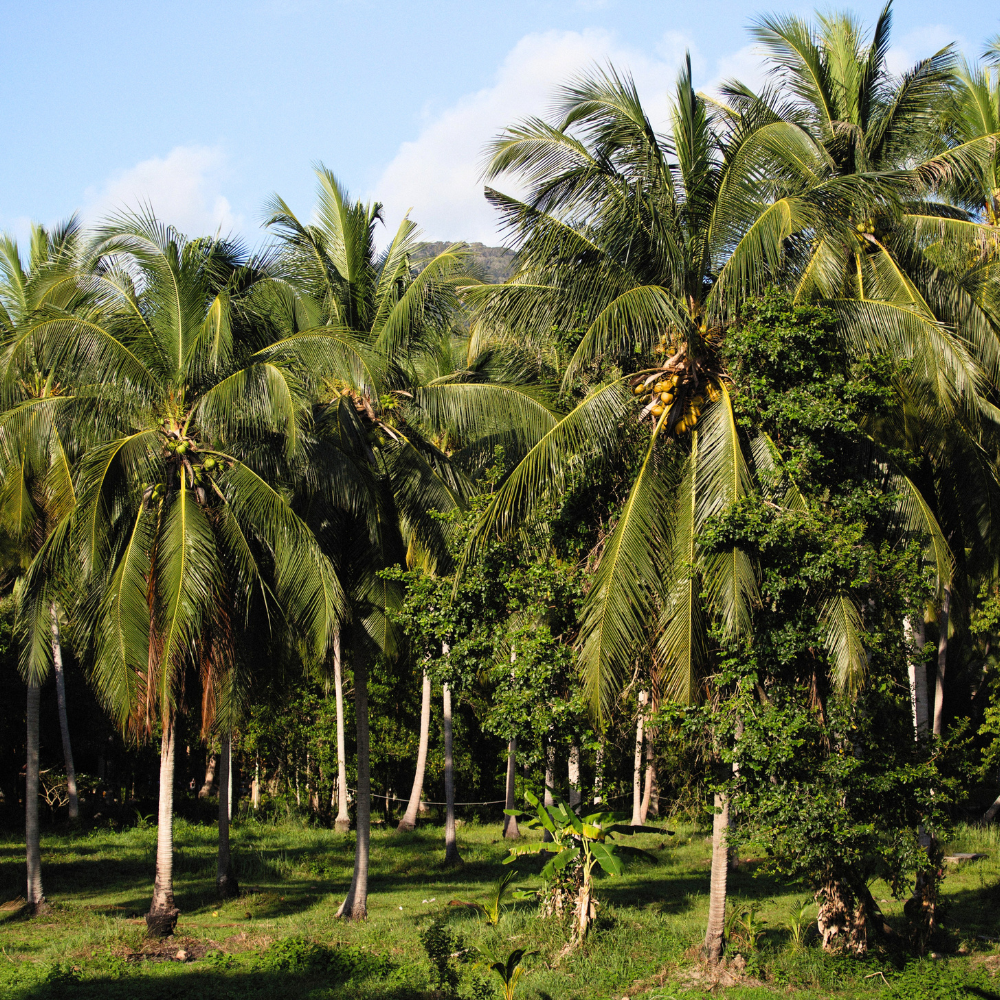 coconut trees