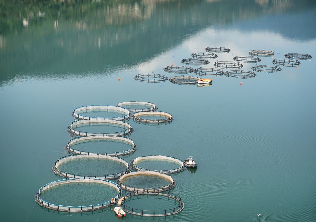 fish farms