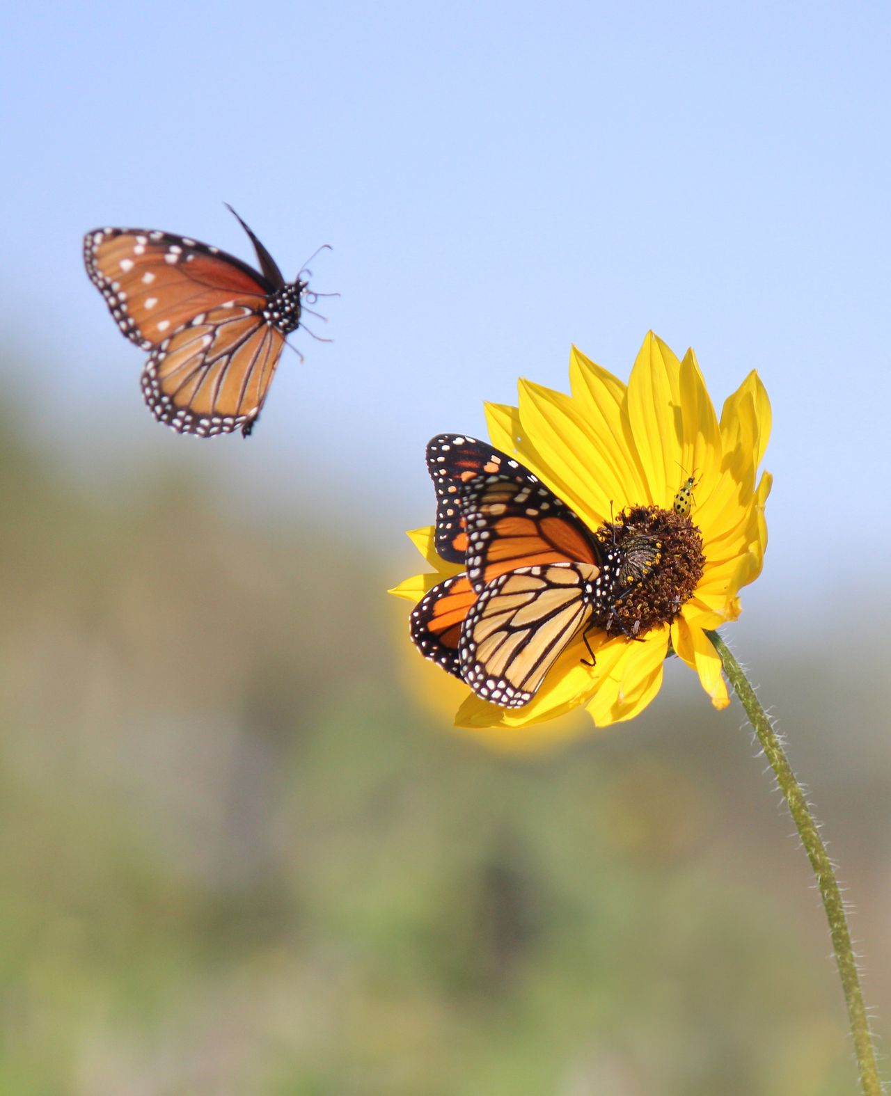 monarch butterflies