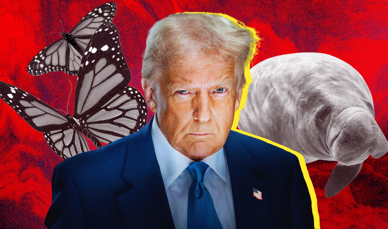 Why Trump Just Made It Easier to Kill Manatees and Butterflies