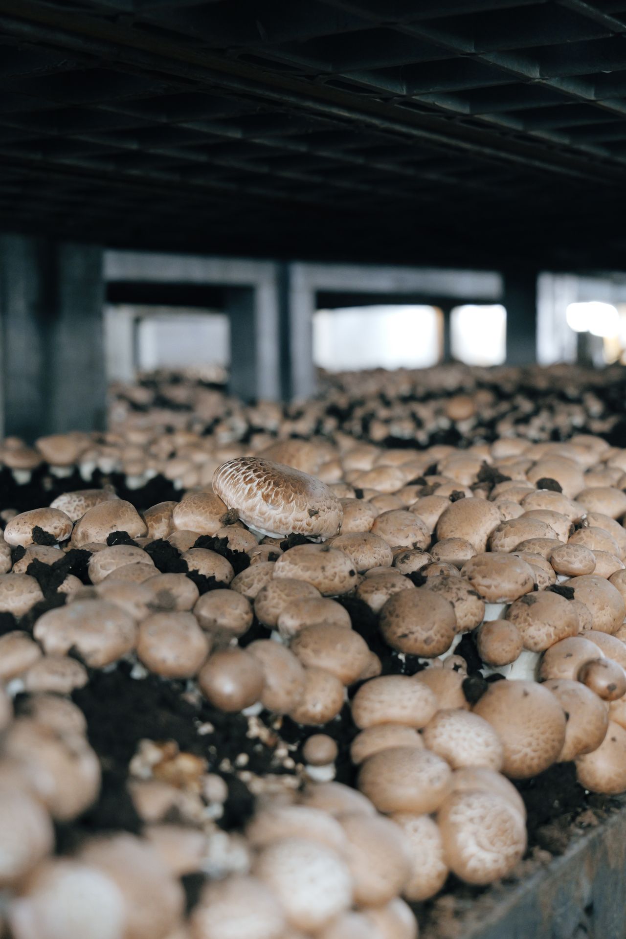 cultivated mushrooms