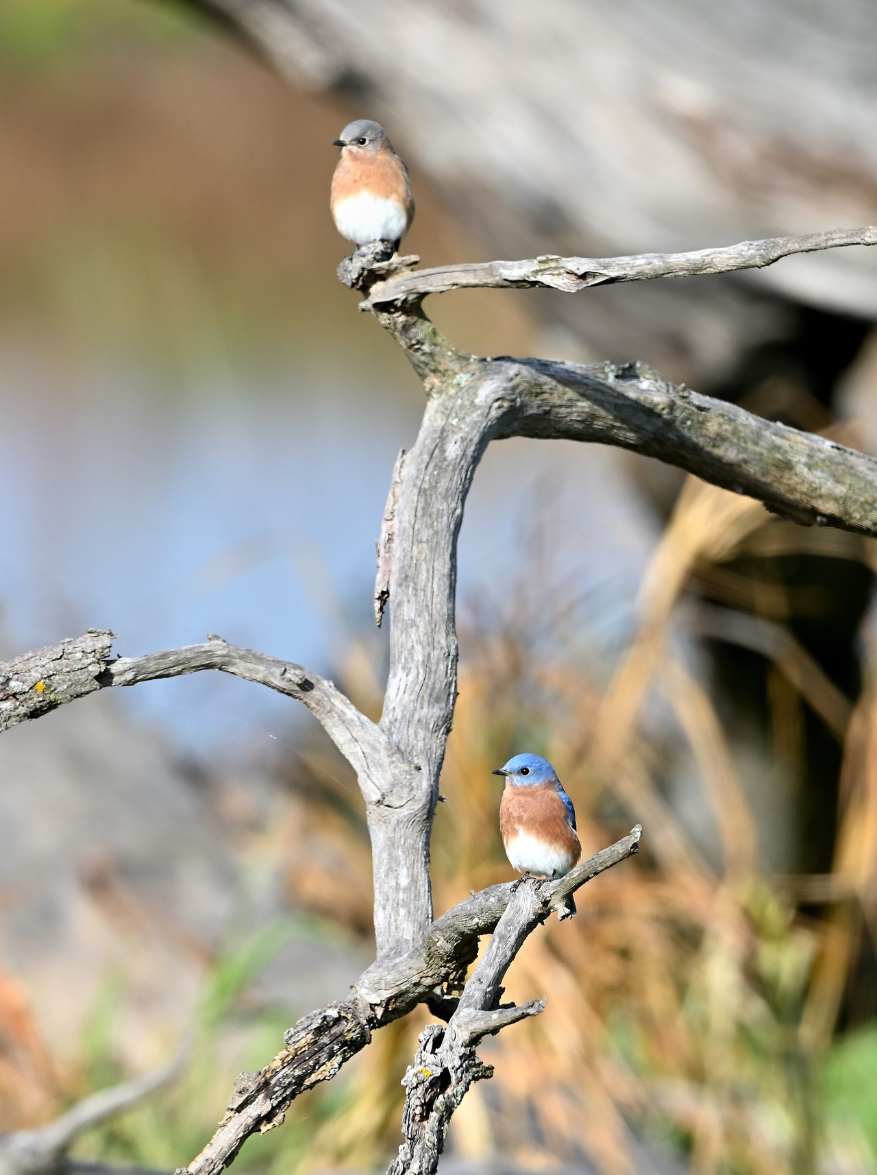 birds on tree