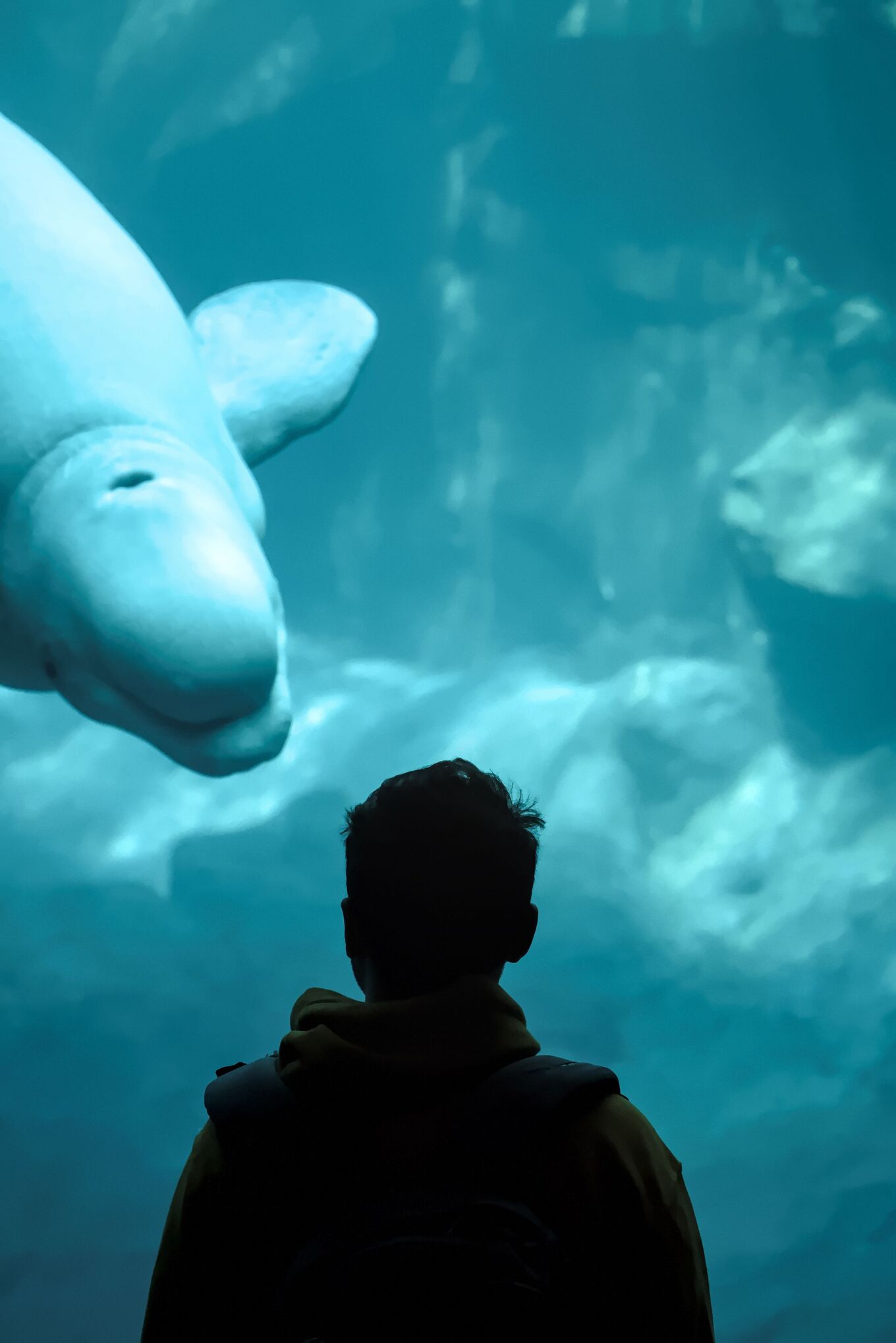 beluga whale aquarium