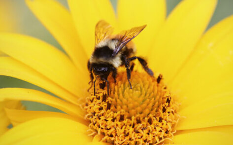 70 Percent of Honey Found to Contain Pesticides