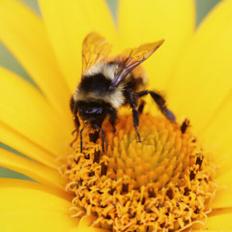 70 Percent of Honey Found to Contain Pesticides