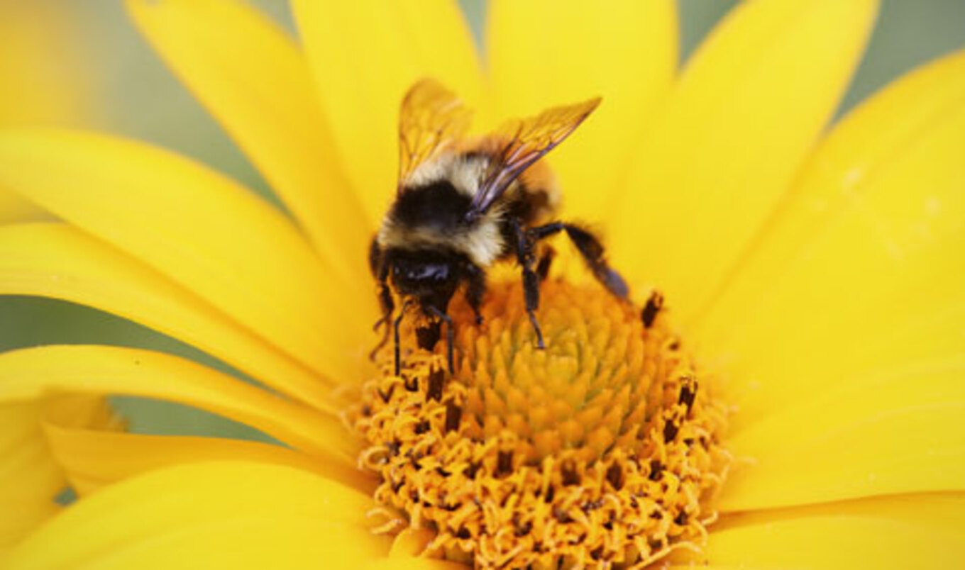 70 Percent of Honey Found to Contain Pesticides