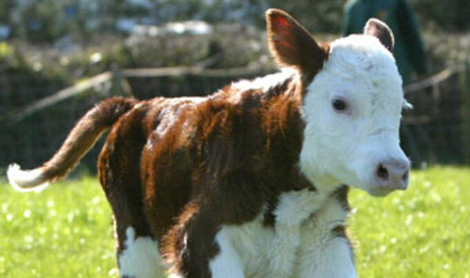 calf.VND
