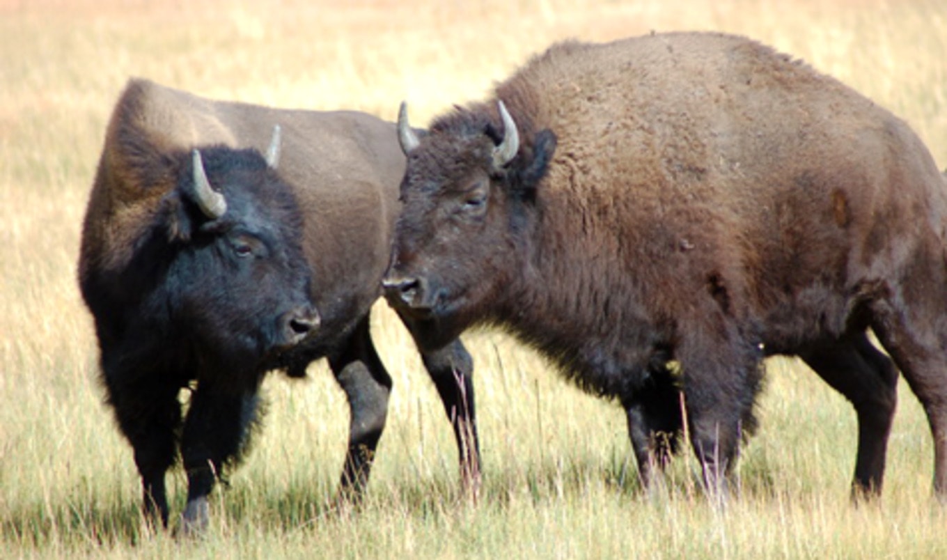 Yellowstone Bison Sent to Slaughterhouses