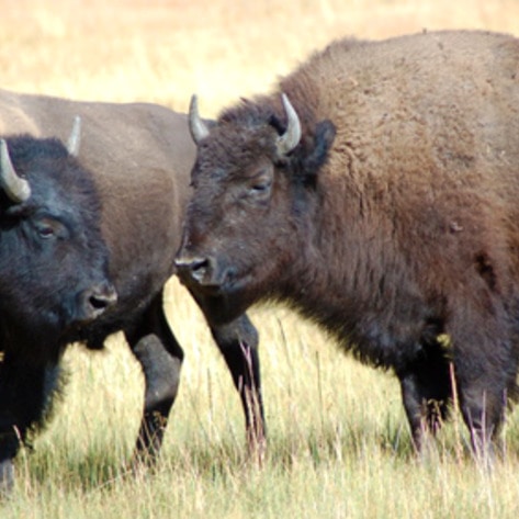 Yellowstone Bison Sent to Slaughterhouses