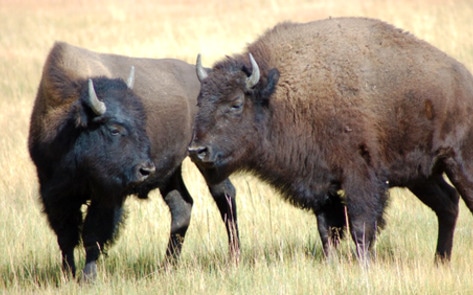 Yellowstone Bison Sent to Slaughterhouses