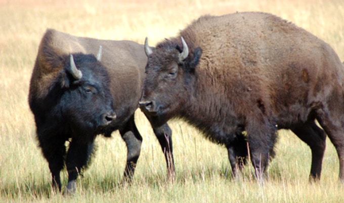 VegNews.Bison